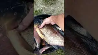 🐟КРУПНЫЕ ЛЕЩИ! Улов на Фидер 2023! 