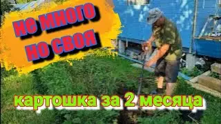 мой первый урожай картофеля
