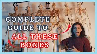 HOW TO: Identify Medical Skeletons