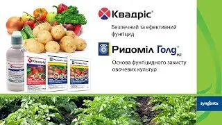 How to Protect Potatoes and Tomatoes from Disease