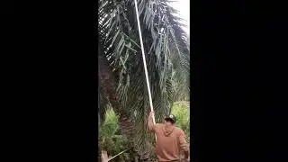 Pekerjaan Di Malaysia #PART6