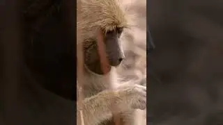 Baboons search for food! 