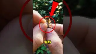 He Put a GoPro on a Bee Then THIS Happened 🐝😱 