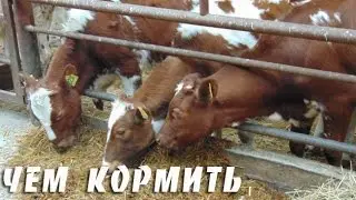 Чем кормить корову? Классификация кормов