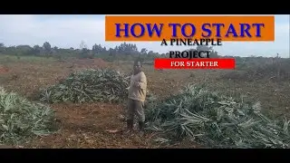 How to set up  A pineapple growing Project for Starters
