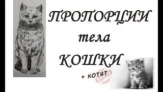 ПРОПОРЦИИ тела КОШЕК, котов и КОТЯТ