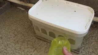 #Pigeons