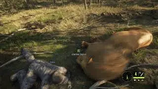 The Hunter Call of the Wild 2021 (Lion Hunting)