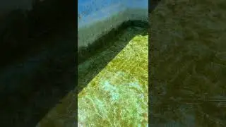 Переезд малька карпа Кои в пруды.