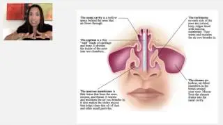 2. The Nose and Nasal Cavity