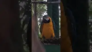 DJ Parrot🔥 