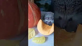 Фифочка пробует тыкву