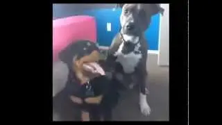 Лучший друг / Best friend