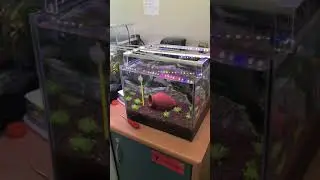 Bitkili akvaryum aydınlatma