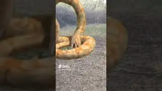 snake saamp big short video 😨😱😱😱🐍
