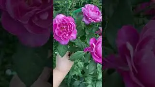 Кармен Вюрт🩷🌸💜🕊️🌺