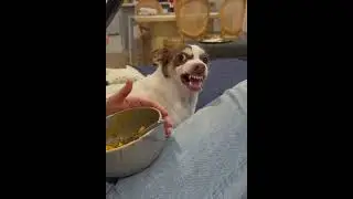 Someone didn't get a yummy | #funnyanimalvideos