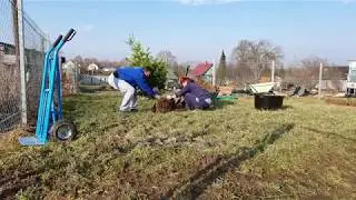 Посадили пихту на даче. В этом году начали очень рано заниматься огородом.