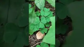 🍄🌿