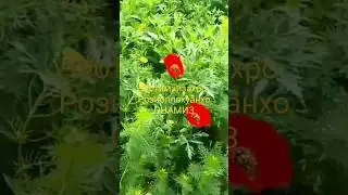 Фотимаизахро онамиз