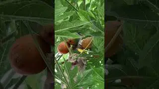 Испания. Провинция Аликанте. Папайя #papaya #shorts