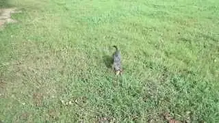 Dilly leaps and bounds