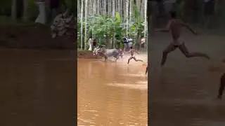 Bull race #shorts