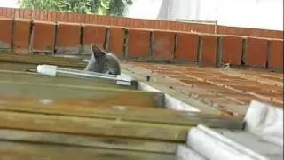 Stalking cat