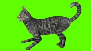 Green Screen Background Correcter In Cat #attack  #animation #video  #youtube #greenscreen