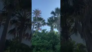 🌳 