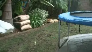 Dog Grass Installation - Backyard - San Diego, CA - 12082