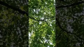 Иволга поёт у Волги