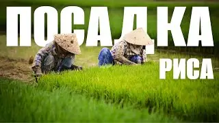 КАК САЖАЮТ РИС? Посадка Риса | Фермерство