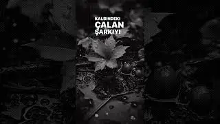 Cem Adrian
