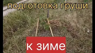 Подготовка груши к зиме.