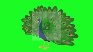 Animated Peacock Green Screen | Bloxx Green Screen