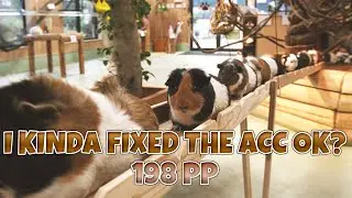 Guinea Pig Bridge | ★5.87 KINDA FIXED ACC? (198 PP)