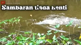 sampai capek narik ikan NILA disini. gondrong labanan,Adit Makarti auto EMOSI gk di ajak.borneoswamp
