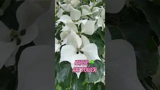 Natur und Art Power #beutifull #spirit #music #art #spiritual #artwork #spirituality #flower #nature
