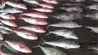 Phuketfishing.ru - есть ли рыба на Пхукете?