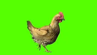 hen green screen video (4)
