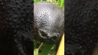 Frog or Avocado?