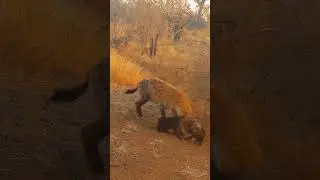 Hyena Cub Crying #shortvideo
