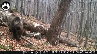Medvede pri vyvratenom strome (65)