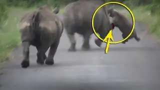 ЖЕСТЬ ! САМКА СПАСАЛА ДЕТЁНЫША ОТ САМЦА НОСОРОГА | ЖЁСТКИЕ СХВАТКИ ЖИВОТНЫХ