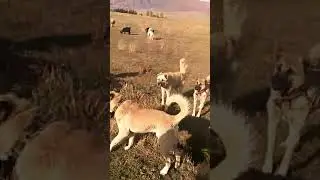 Çoban Köpeklerinin Saldırısına Uğradık
