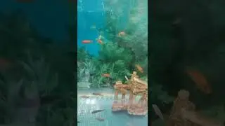 Мальки растут. Снежный принц, зебра и ацей