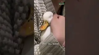 Call Duck | Most Popular Pet Duck Breed