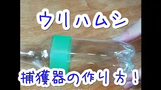ウリハムシ対策その3　捕獲器の作り方　作ってみた　How to make a corn beetle trap gardening