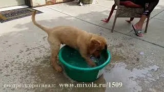 Собаки #51 лучшие моменты